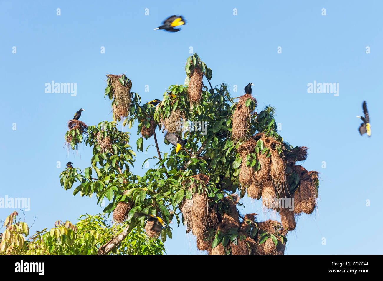 Giallo Rigogolo (Icterus nigrogularis) Bird's Nest appeso a un albero, Delta Orinoco, Venezuela Foto Stock