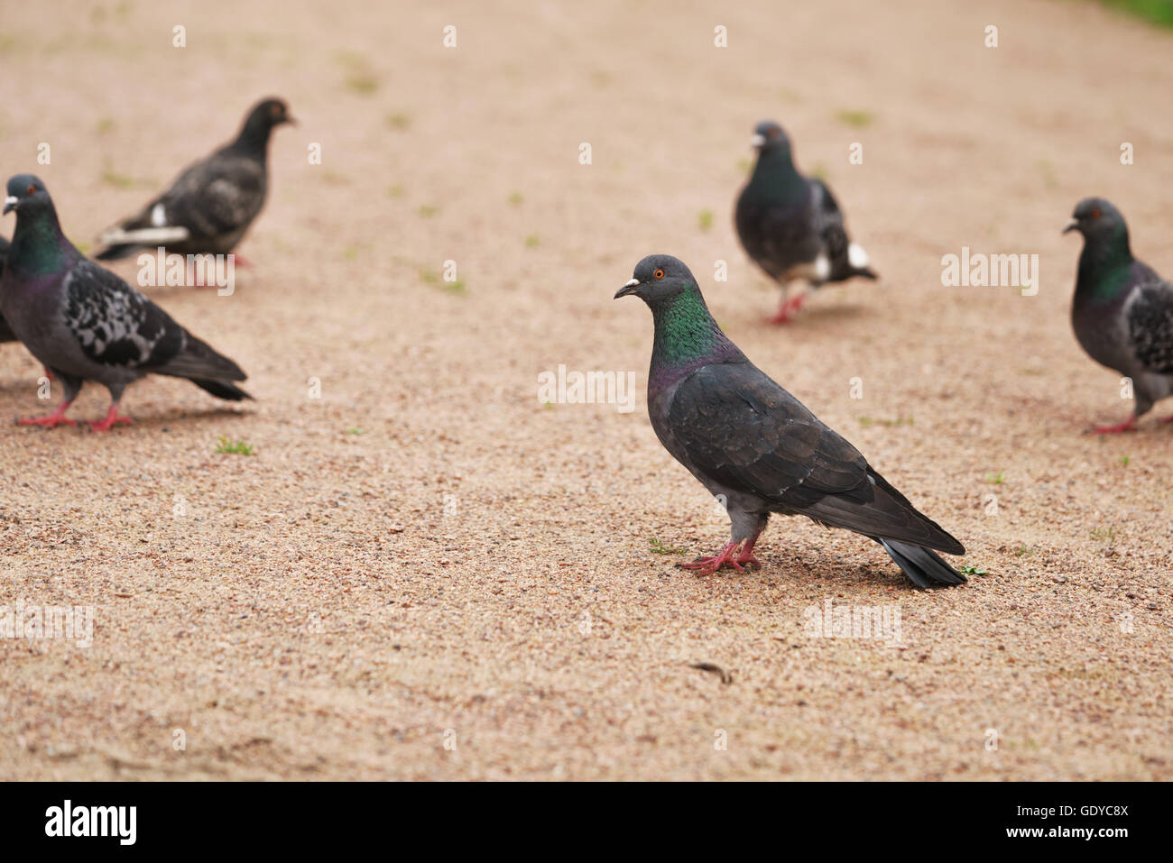 Molti piccioni grigio passeggiate nel parco Foto Stock