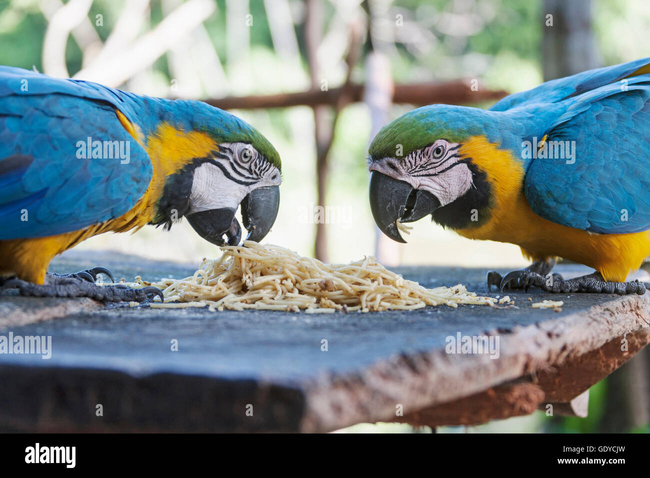 Oro e blu Macaw (Ara ararauna) alimentazione di spaghetti, Delta Orinoco, Venezuela Foto Stock