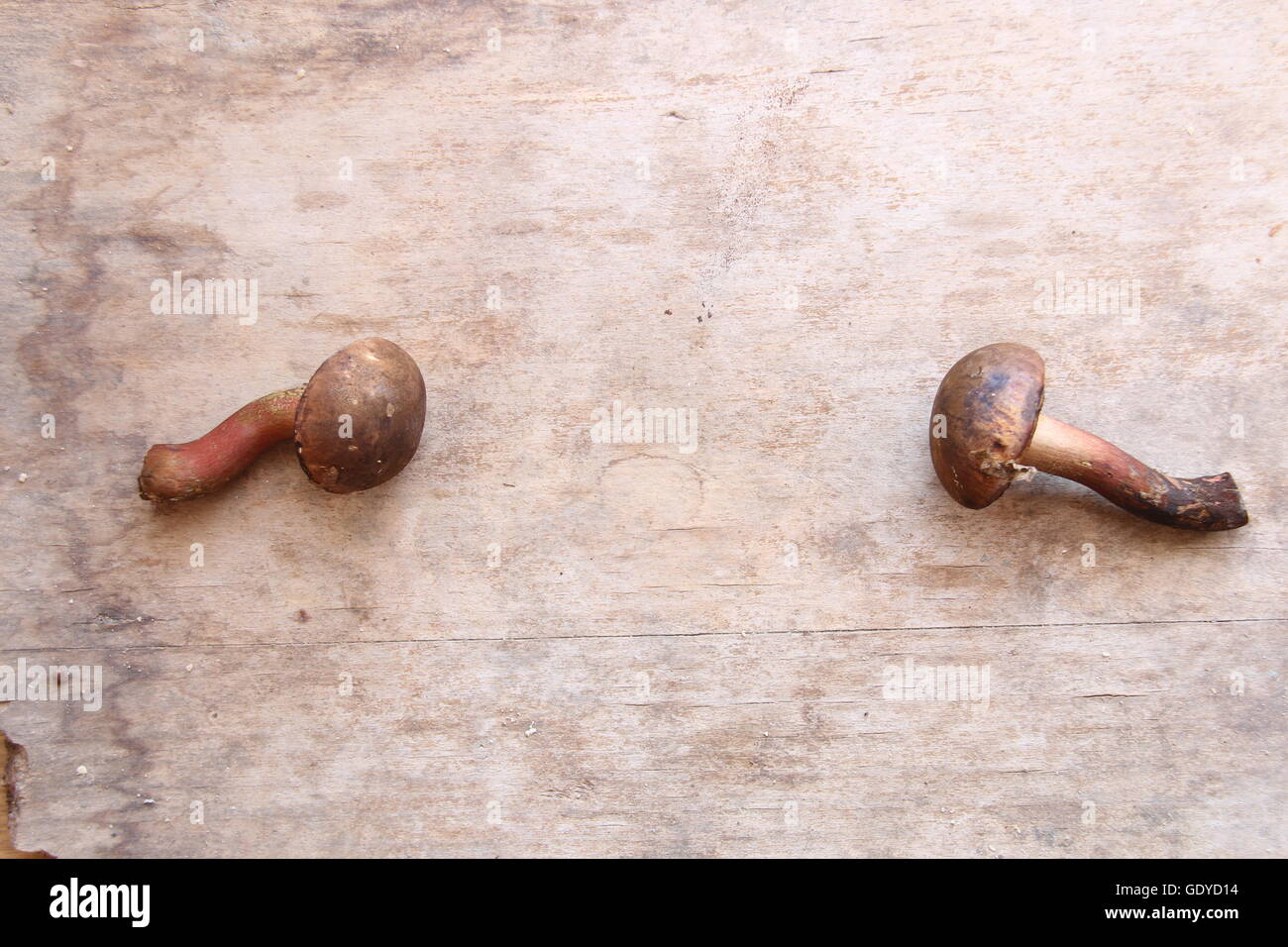 Sfondo di cibo, funghi Foto Stock