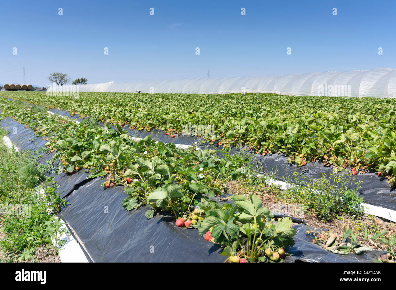 Markgrafneusiedl: fragola campo Marchfeld im, Austria, Niederösterreich, Bassa Austria, Donau Foto Stock