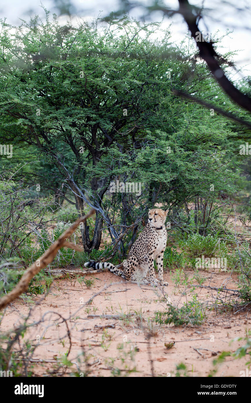 Cheetah avvistato su aborigeno come parte della Fondazione Africat presso l'Okonjima riserva in Namibia Foto Stock