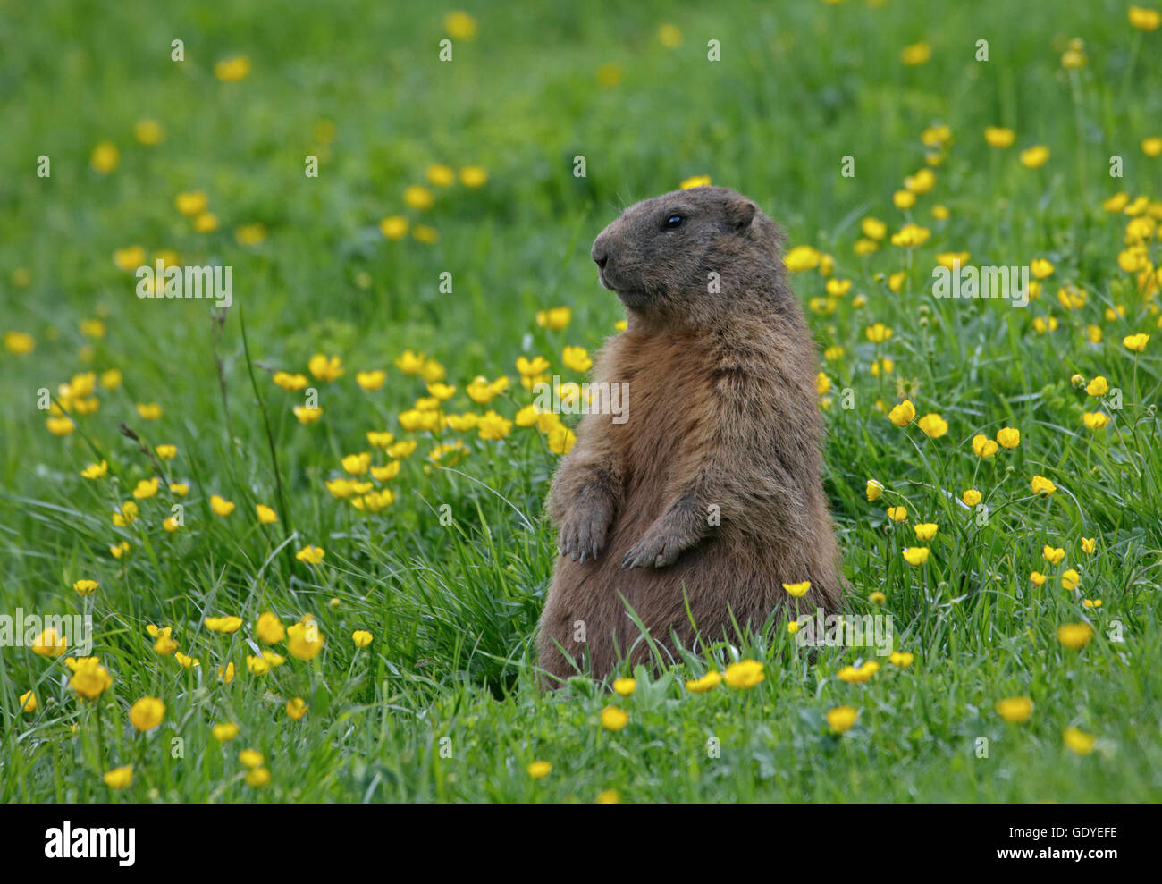 Alpine marmotta (Marmota marmota), Passo Pordoi, Dolomiti, Italia Foto Stock