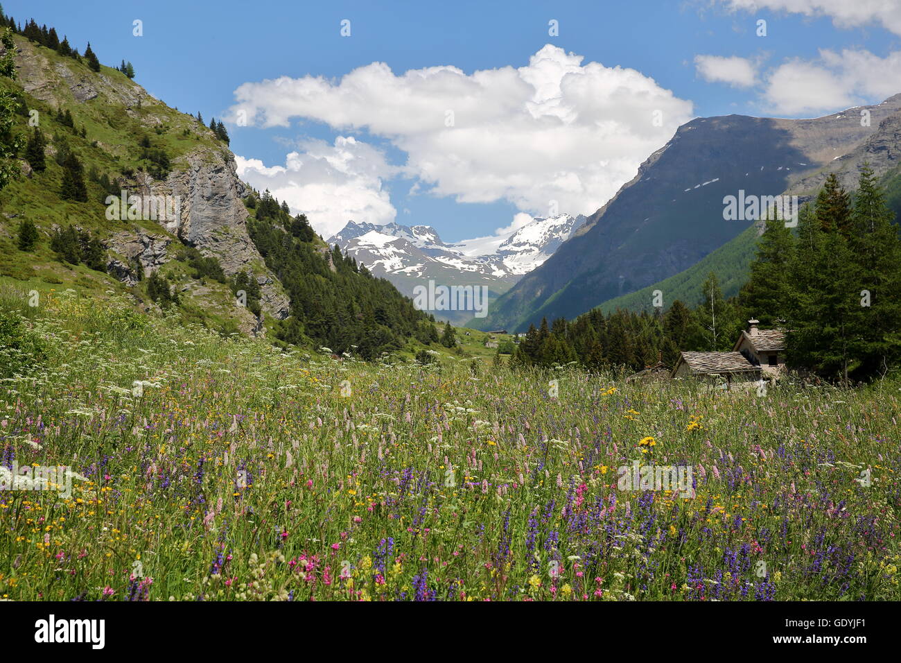 Paesaggio vicino Lanslevillard con fiori colorati in primo piano, il Parco Nazionale della Vanoise, Alpi del Nord, Savoie, Francia Foto Stock