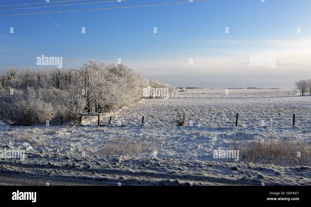 Snowy Prairie campo in un gelido giorno d'inverno. Foto Stock