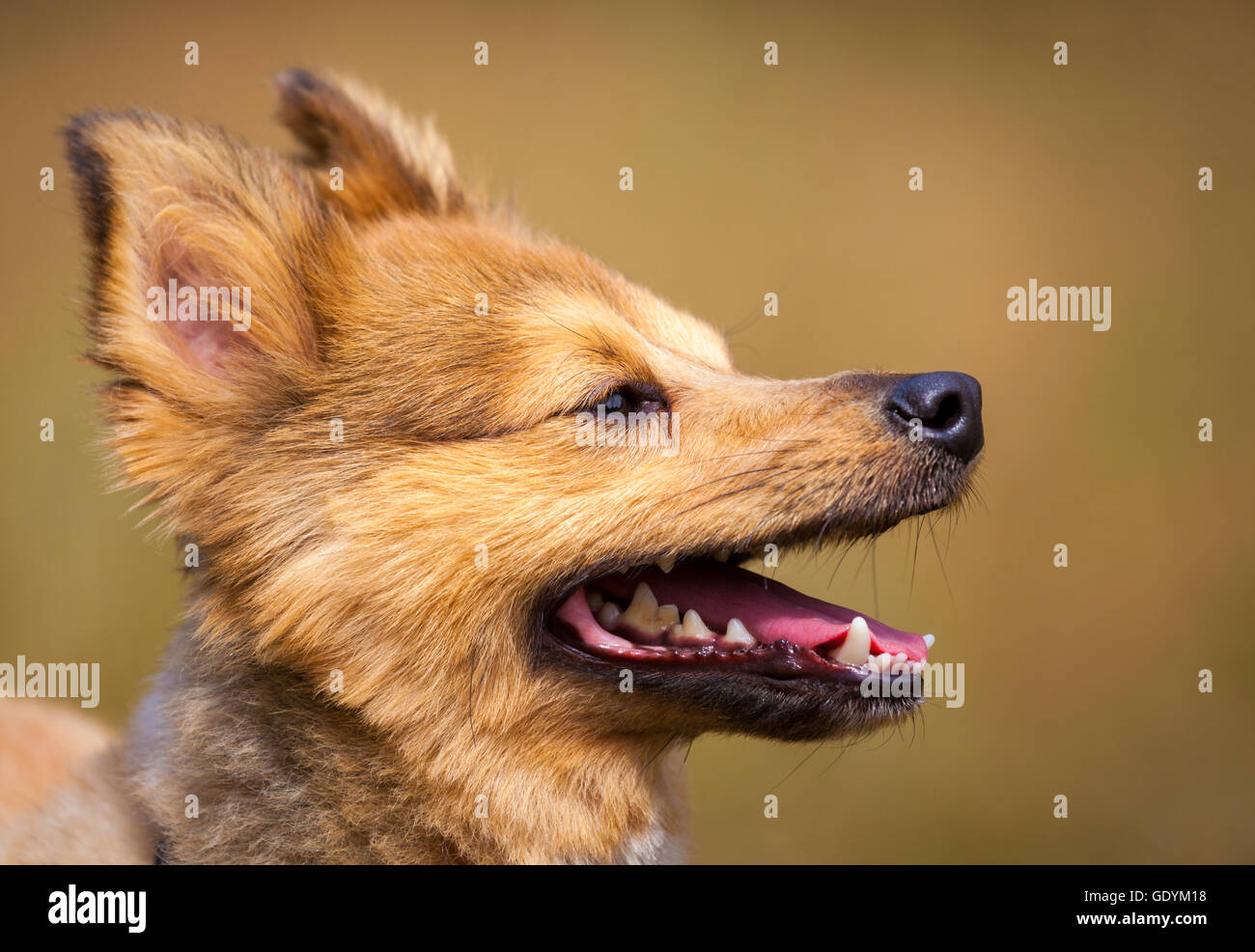 piccola testa di cane Foto Stock