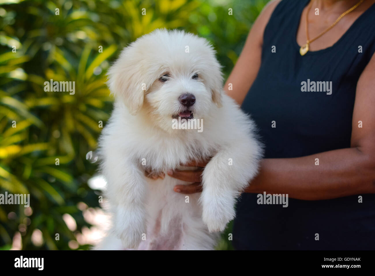 Un adorabile Tibetan Terrier cucciolo Foto Stock