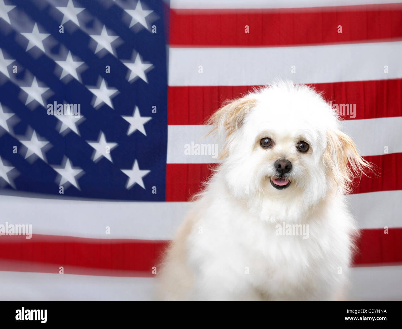 Ritratto di cane con bandiera americana in background. Foto Stock