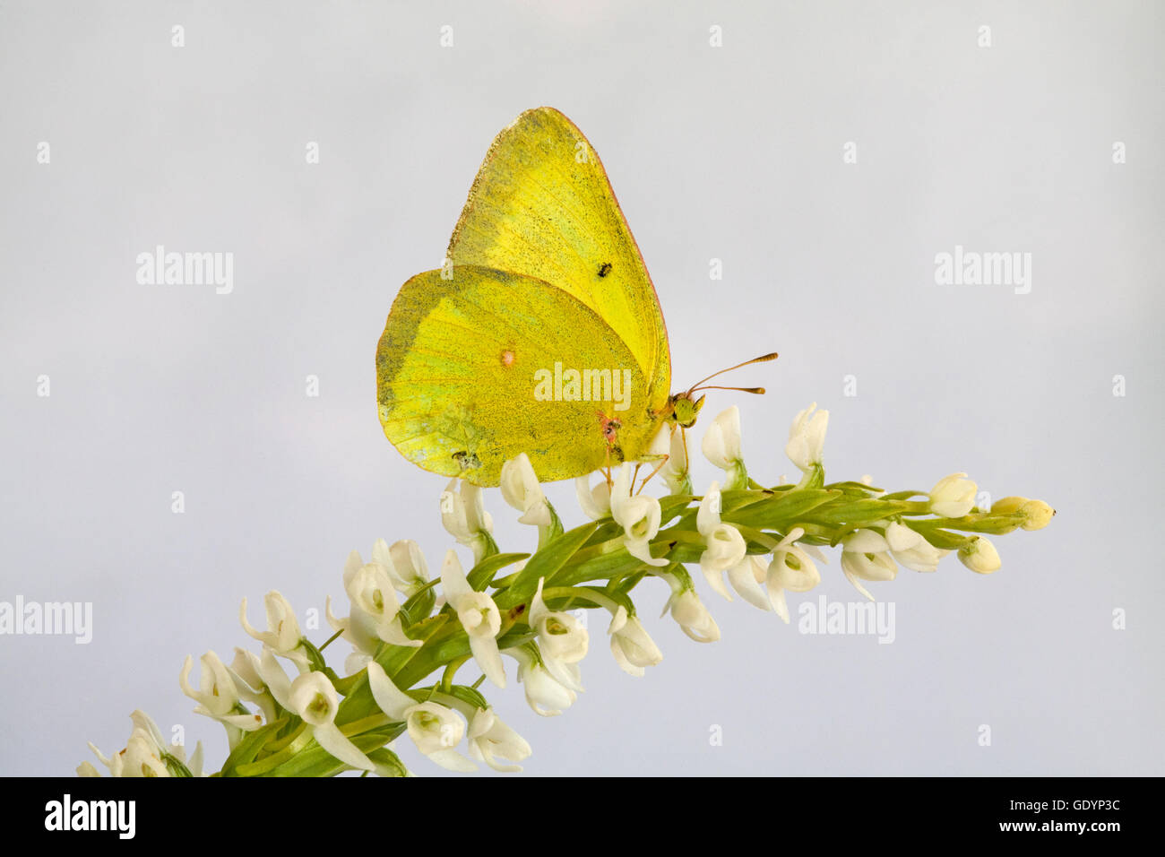 Un offuscato la farfalla di zolfo, Colias philodice, tenendo il nettare da un fiore Foto Stock