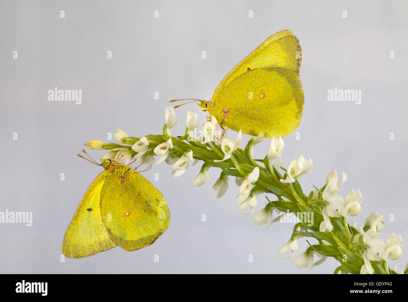 Un offuscato la farfalla di zolfo, Colias philodice, tenendo il nettare da un fiore Foto Stock