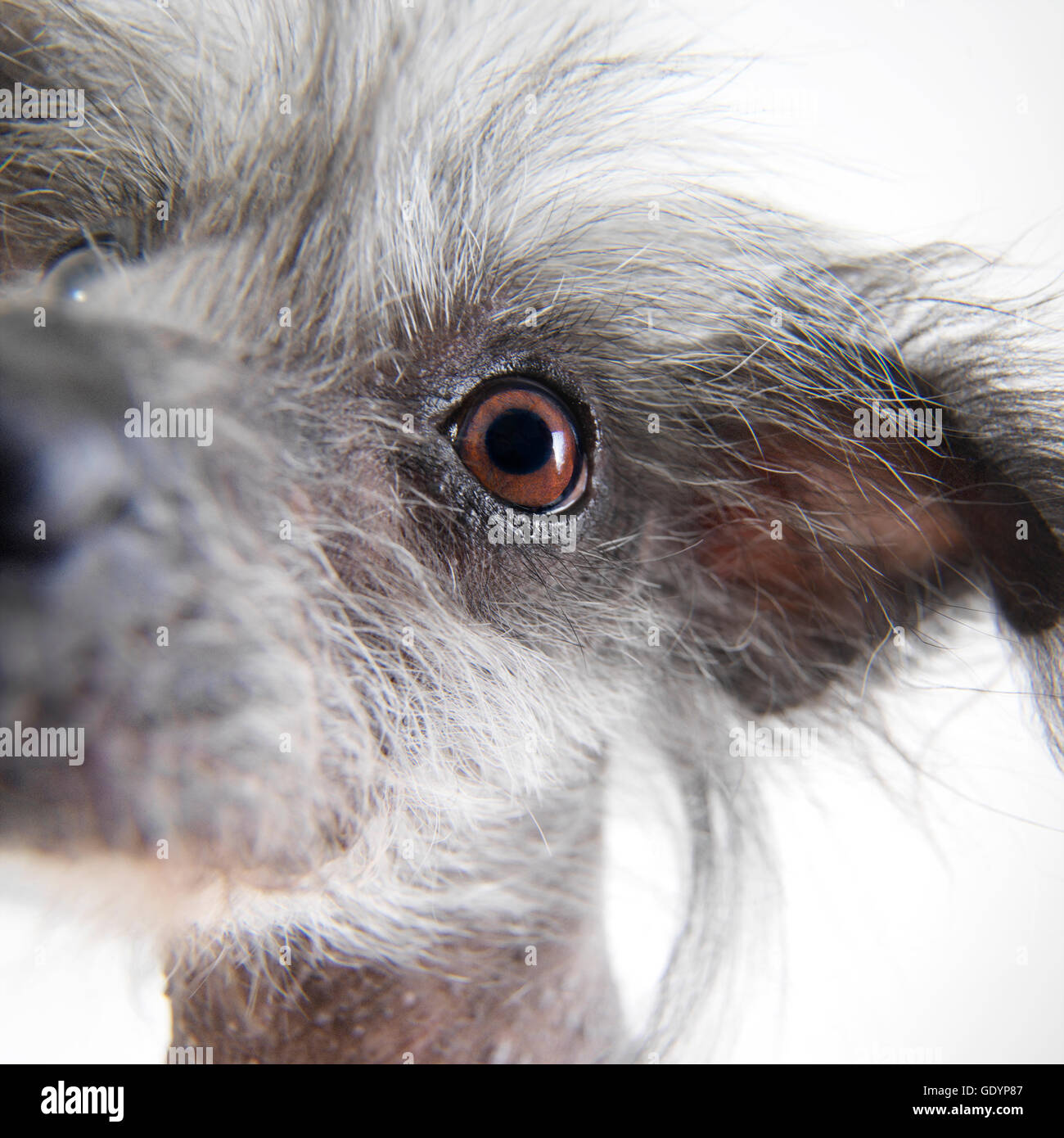 Facial close up di cinese Crested cane. Foto Stock
