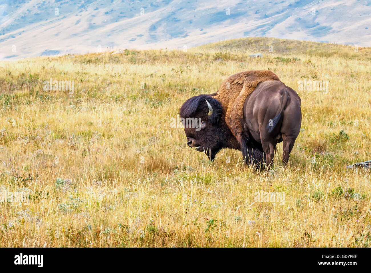 Un bisonte nella prateria Foto Stock
