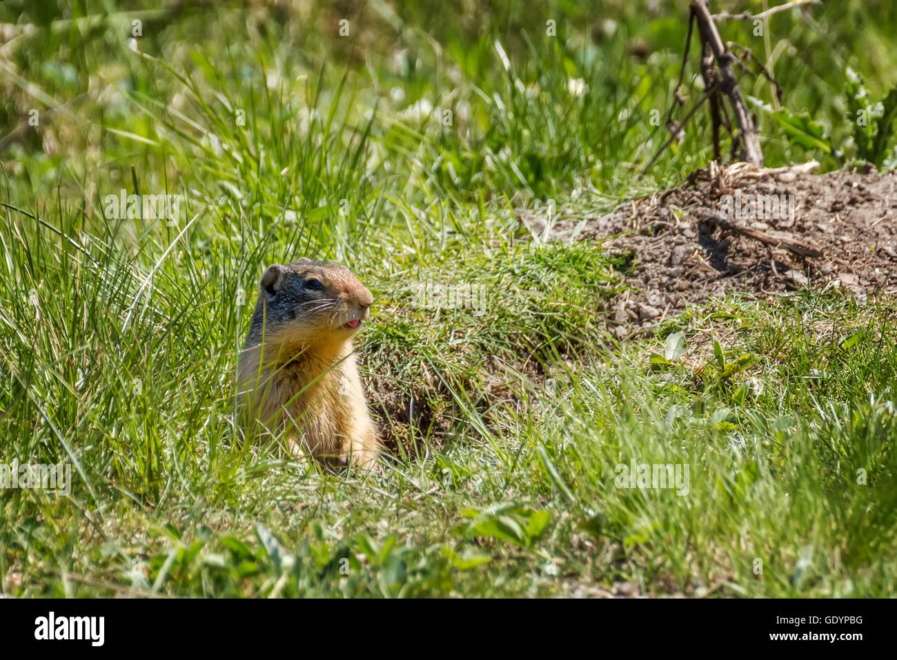 Un piccolo cane della prateria controllo me out Foto Stock