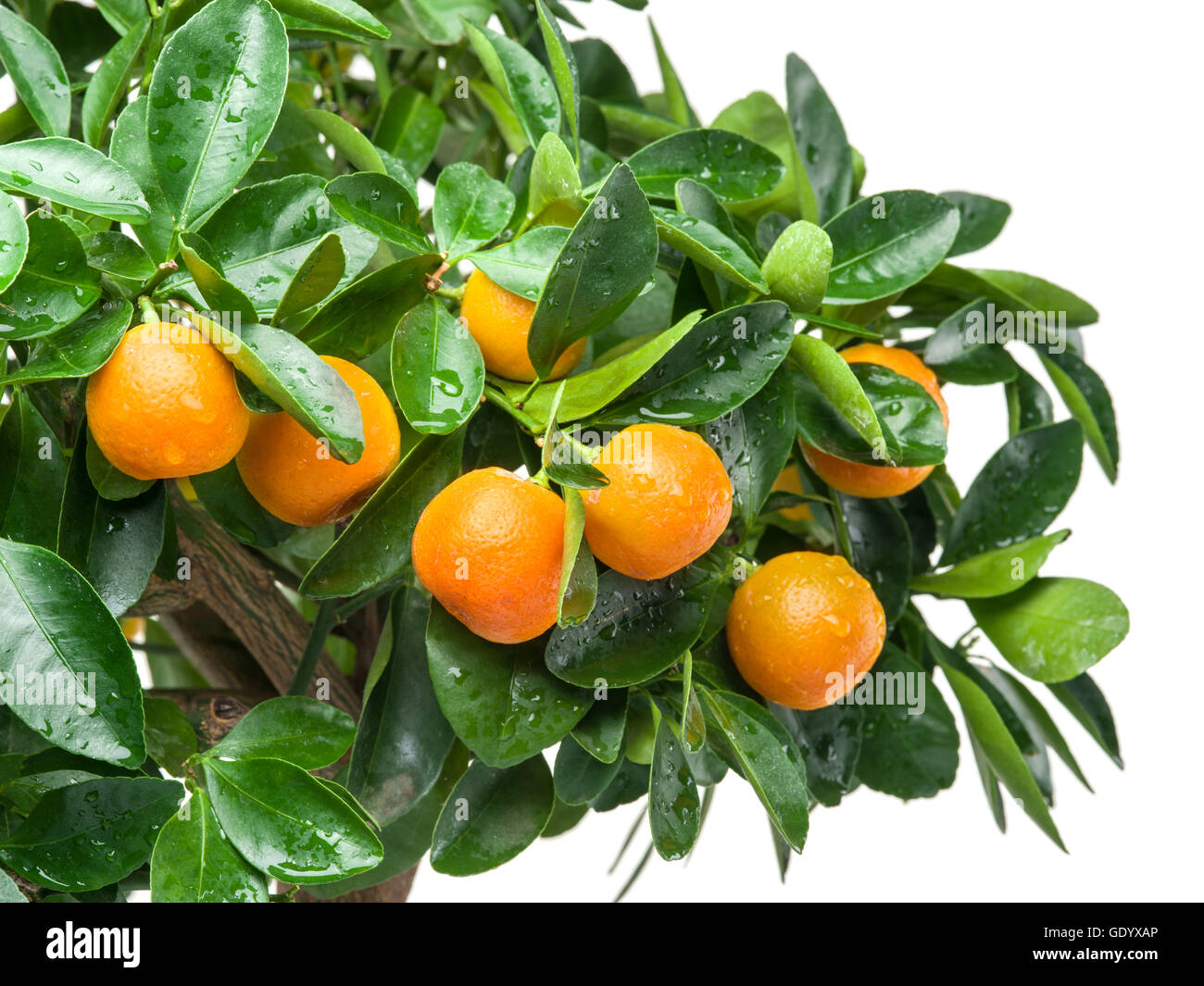 Maturi frutti mandarino sull'albero. Sfondo bianco. Foto Stock