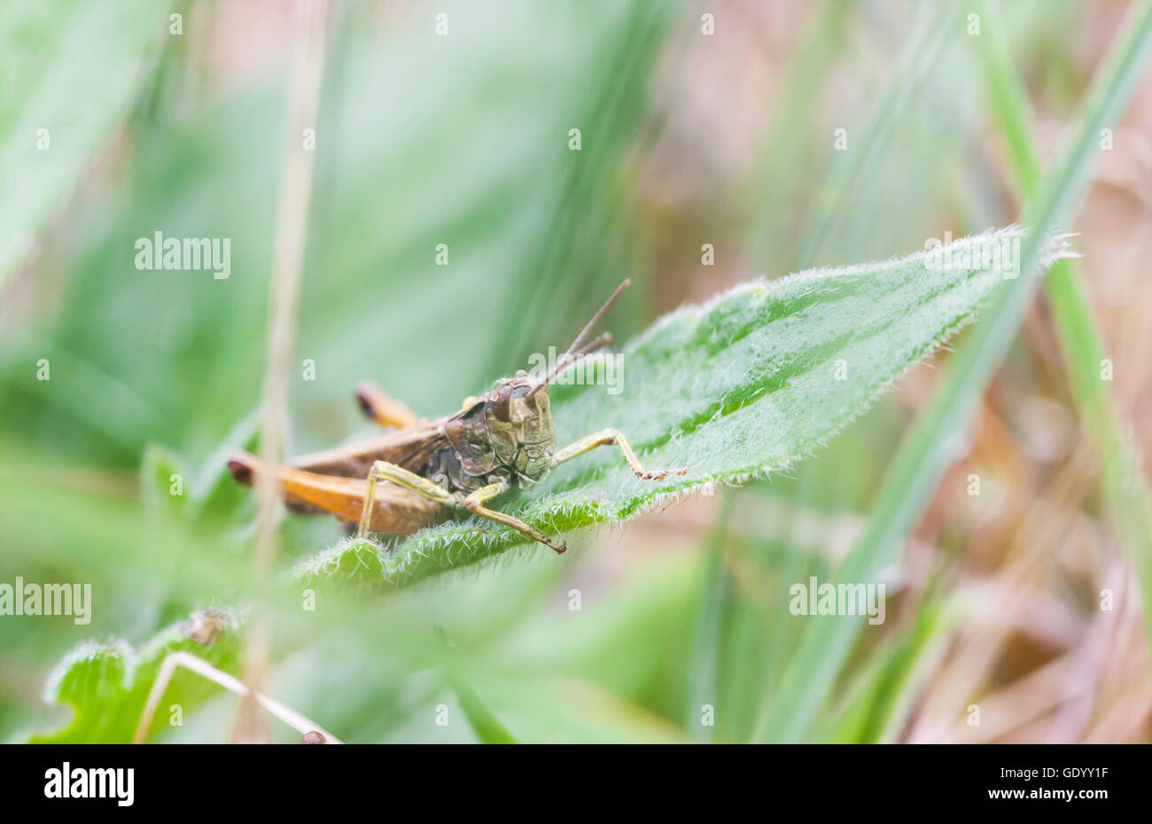 Brown wet grasshopper su un prato verde foglia Foto Stock
