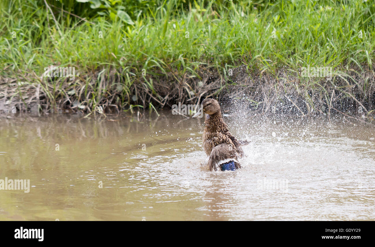 Brown duck è schizzi e lavaggio stesso in un stagno di bruno Foto Stock