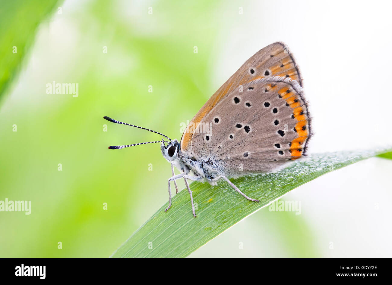 Primo piano di un arancio brunastro butterfly su una pianta verde foglia Foto Stock
