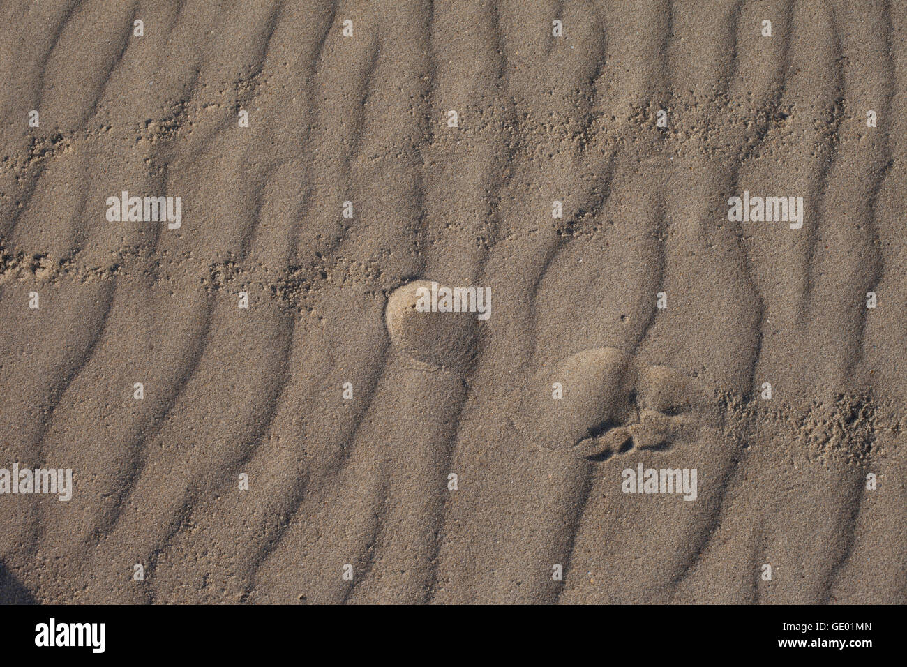 Close-up di impronta sulla sabbia in spiaggia, Renesse, Schouwen-Duiveland, Zeeland, Paesi Bassi Foto Stock