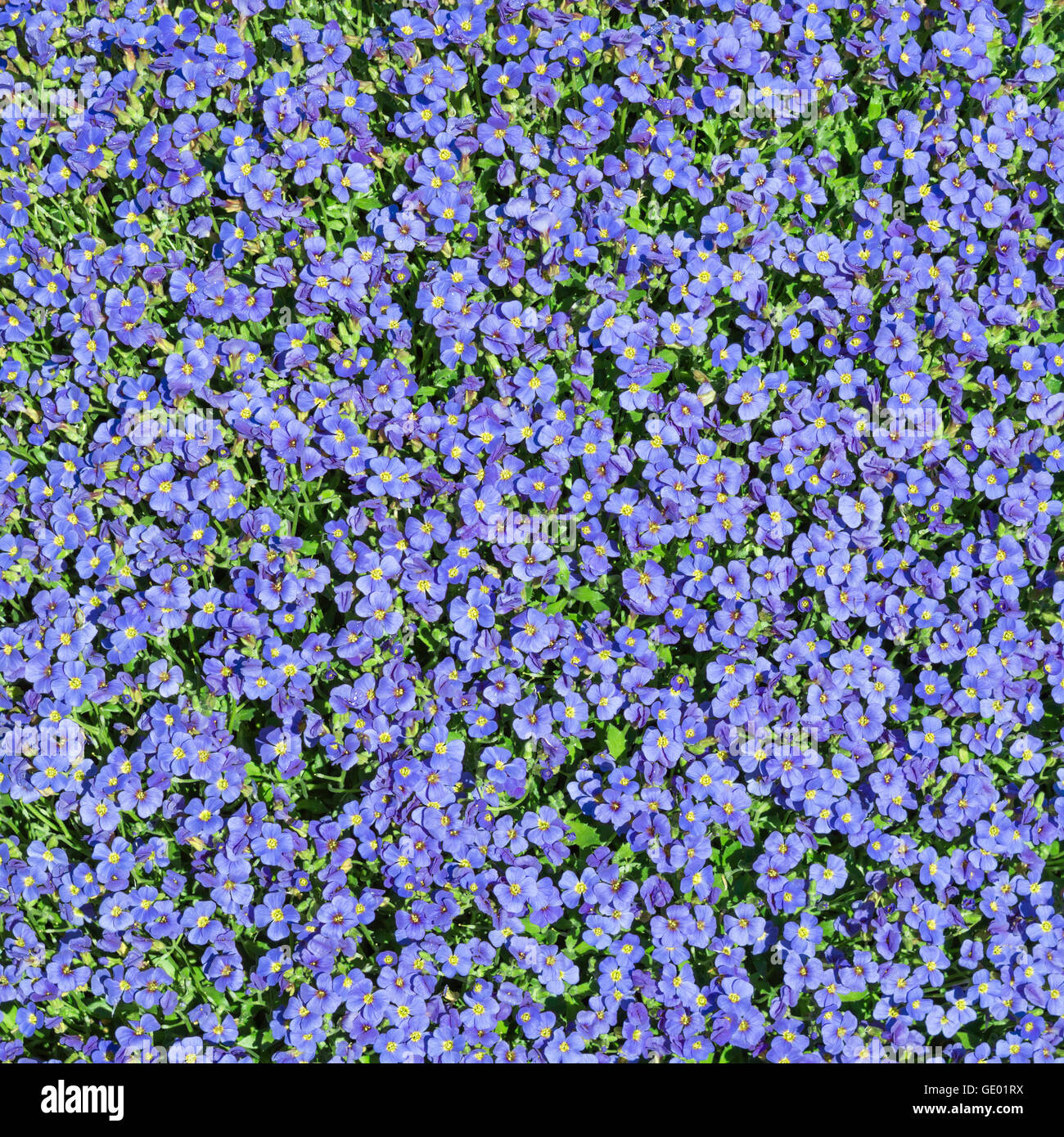 Piazza sfondo floreale con molteplicità wild piccoli fiori blu di Aubrieta Foto Stock