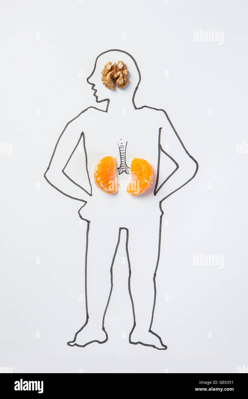 Illustrazione del corpo umano con il cervello e rene Foto Stock