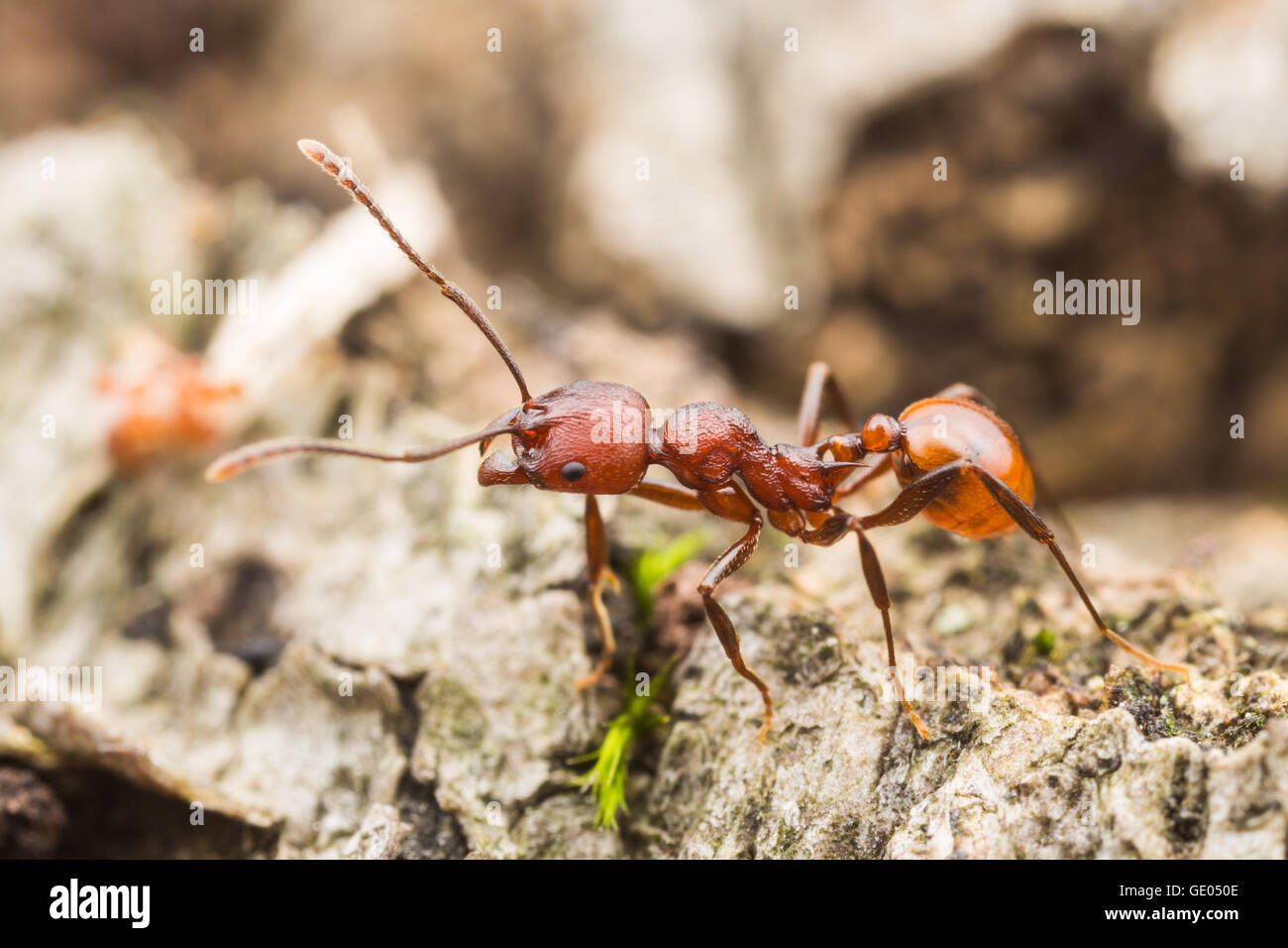 Un dorso-cintata Ant (Aphaenogaster tennesseensis) lavoratore foraggi per alimenti in un caduto albero morto tronco. Foto Stock