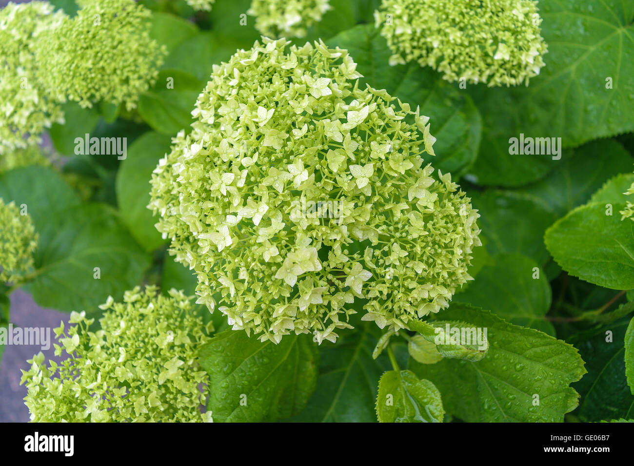 Bussola Verde i fiori delle ortensie Foto Stock