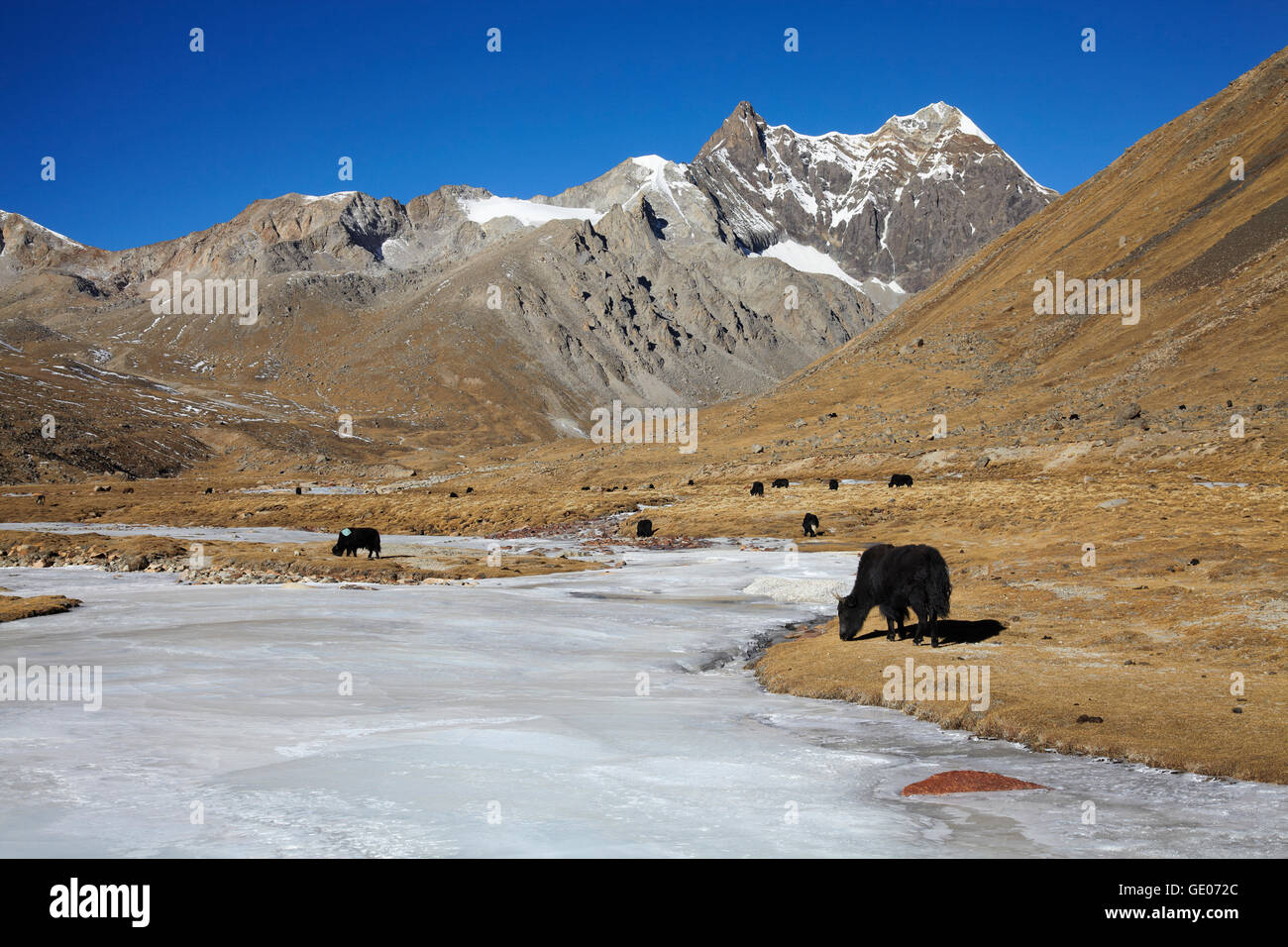 Zoologia / animali, Tibet, Yak sul Shogula pass (5300m) a Lhasa a Shigatze road, Additional-Rights-Clearance-Info-Not-Available Foto Stock