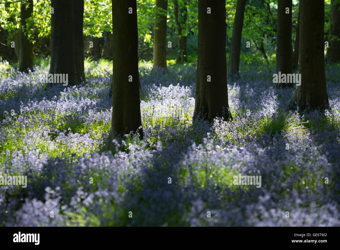 Bluebell wood, vicino Stow-su-il-Wold, Cotswolds, Gloucestershire, England, Regno Unito, Europa Foto Stock
