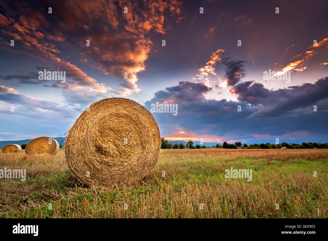Campo agricolo con balle di fieno al tramonto. Foto Stock