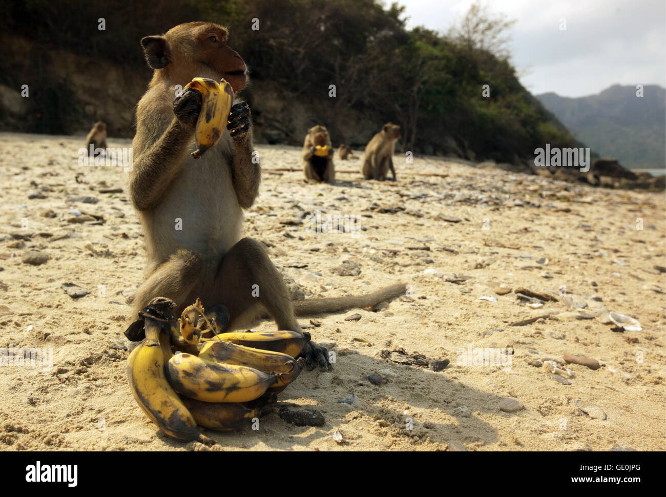 Wilde Affen auf der Monkey Island im Khao Sam Roi Yot Nationalpark am Golf von Thailandia im Suedwesten von tailandia in Suedostasi Foto Stock