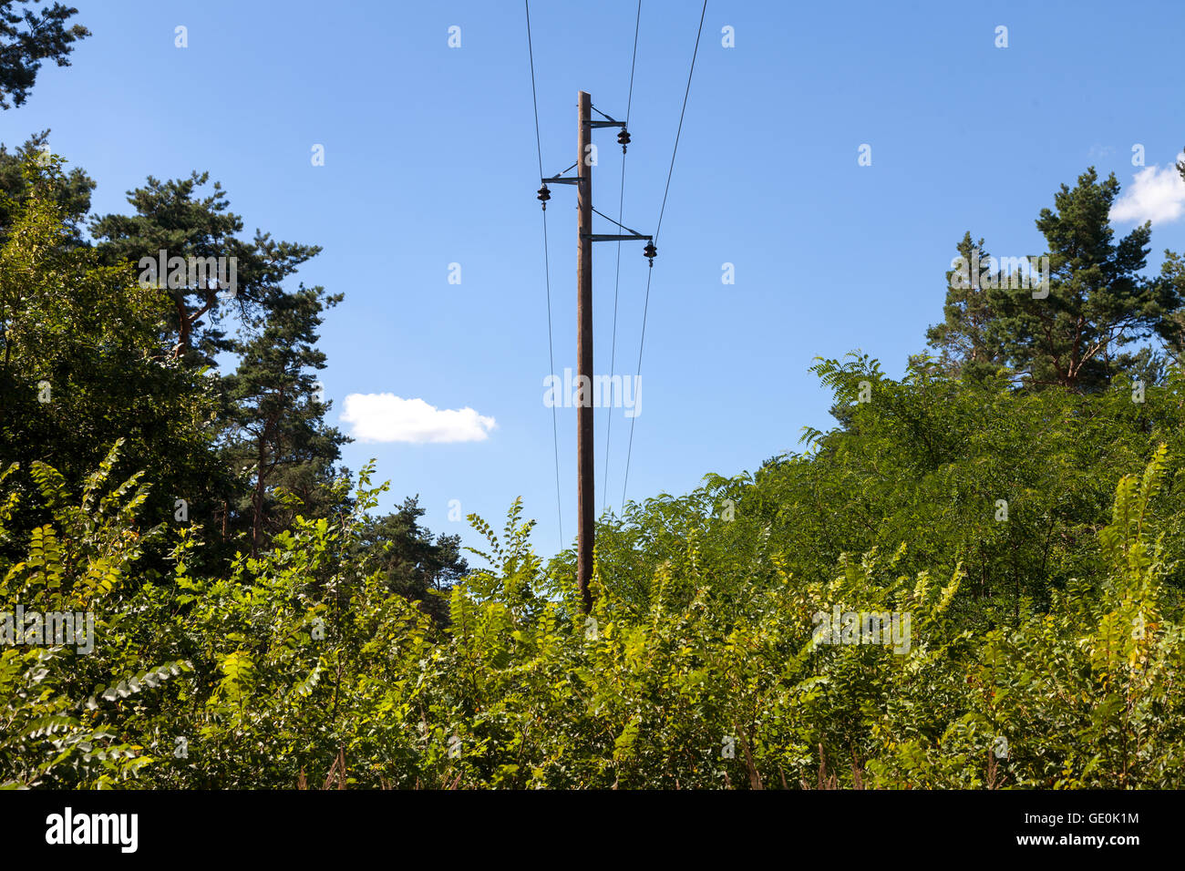 Un palo telefonico in una foresta Foto Stock