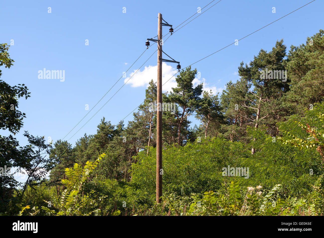 Un palo telefonico in una foresta Foto Stock