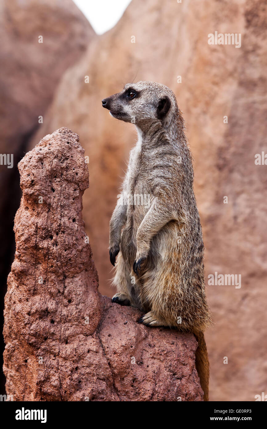 Cavalletti di meerkat guarda sul suo rock Foto Stock