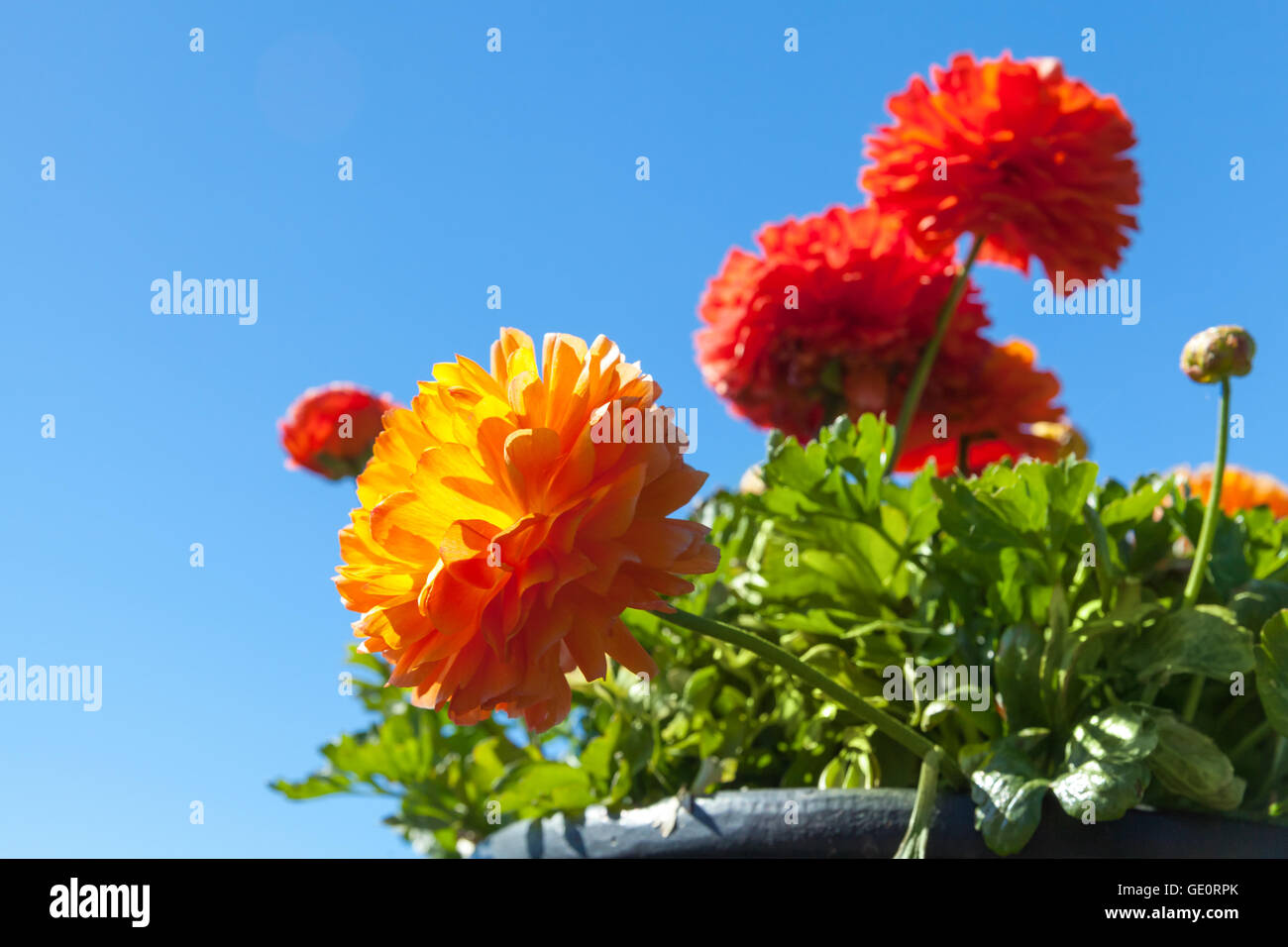 Rosso brillante peonia fiori blu su sfondo cielo Foto Stock
