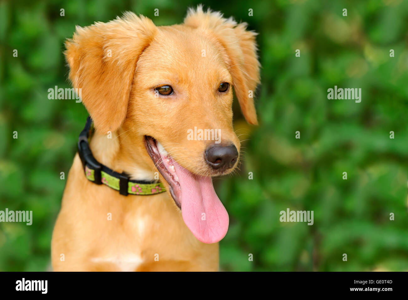 Happy dog è un simpatico cane con la sua lingua appendere fuori della sua bocca guardando molto felice di essere s. Foto Stock