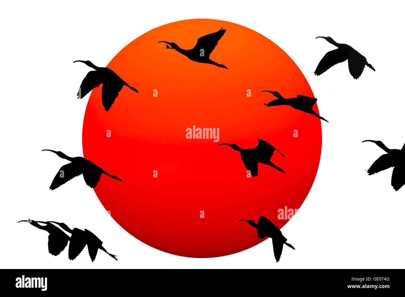Sagome di grandi uccelli volare contro un rosso caldo sole su uno sfondo bianco. Foto Stock