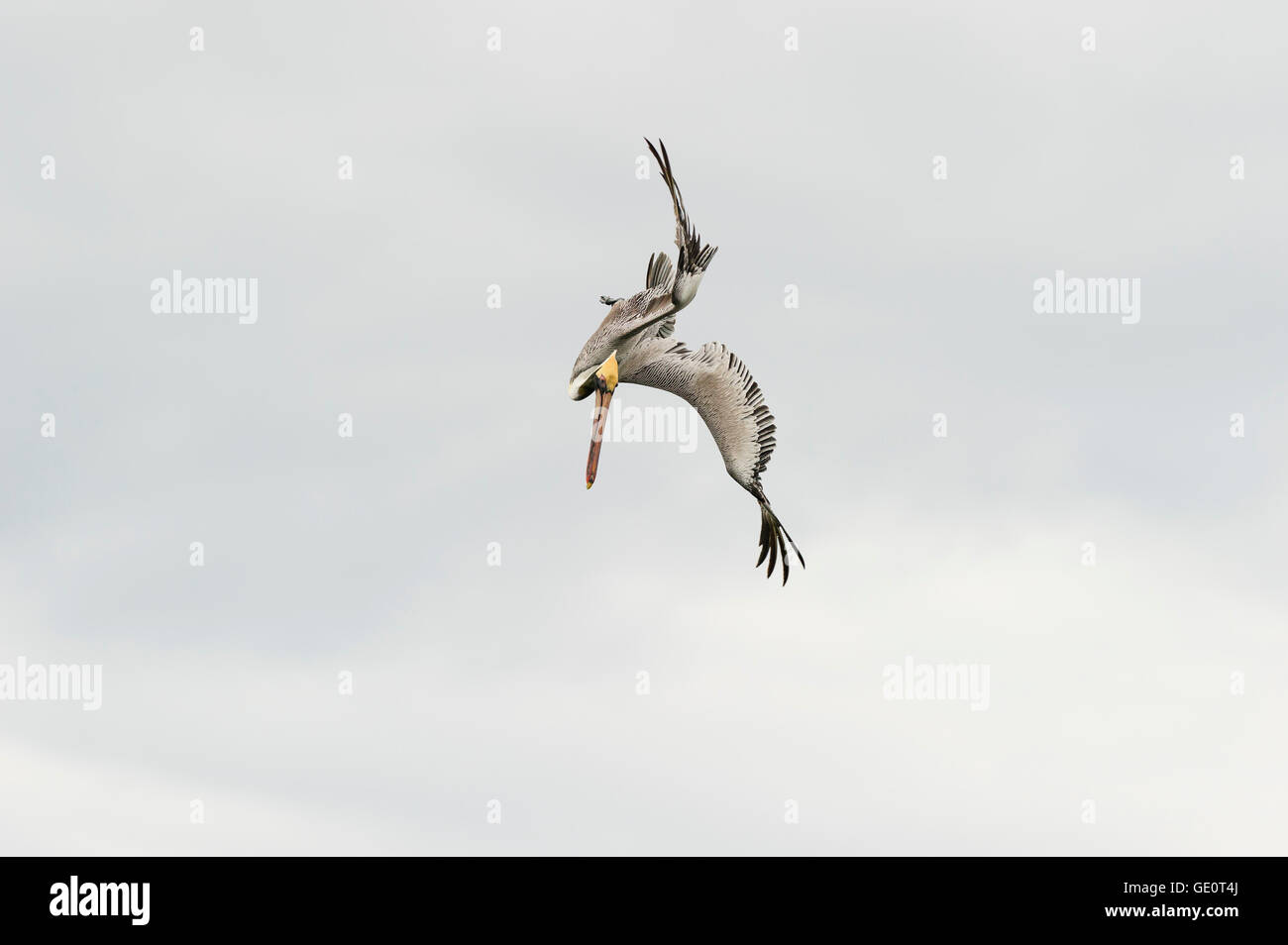 Pelican è un grande la caccia degli uccelli marini in piena forma le immersioni per il suo cibo oceano. Foto Stock
