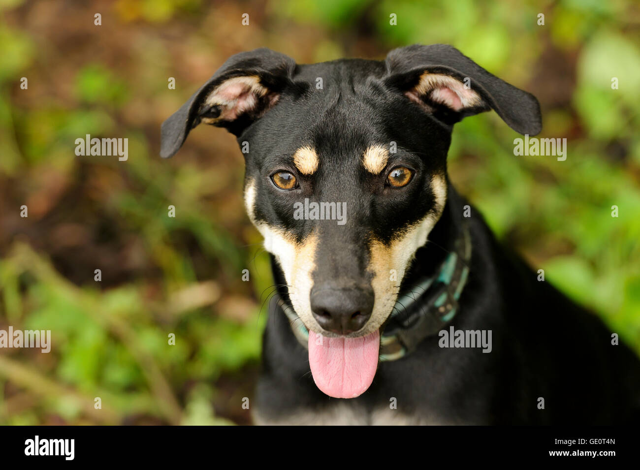 Dog Face è un ingrandimento di un simpatico cane con la sua lingua al di fuori della sua bocca felice di essere all'esterno. Foto Stock