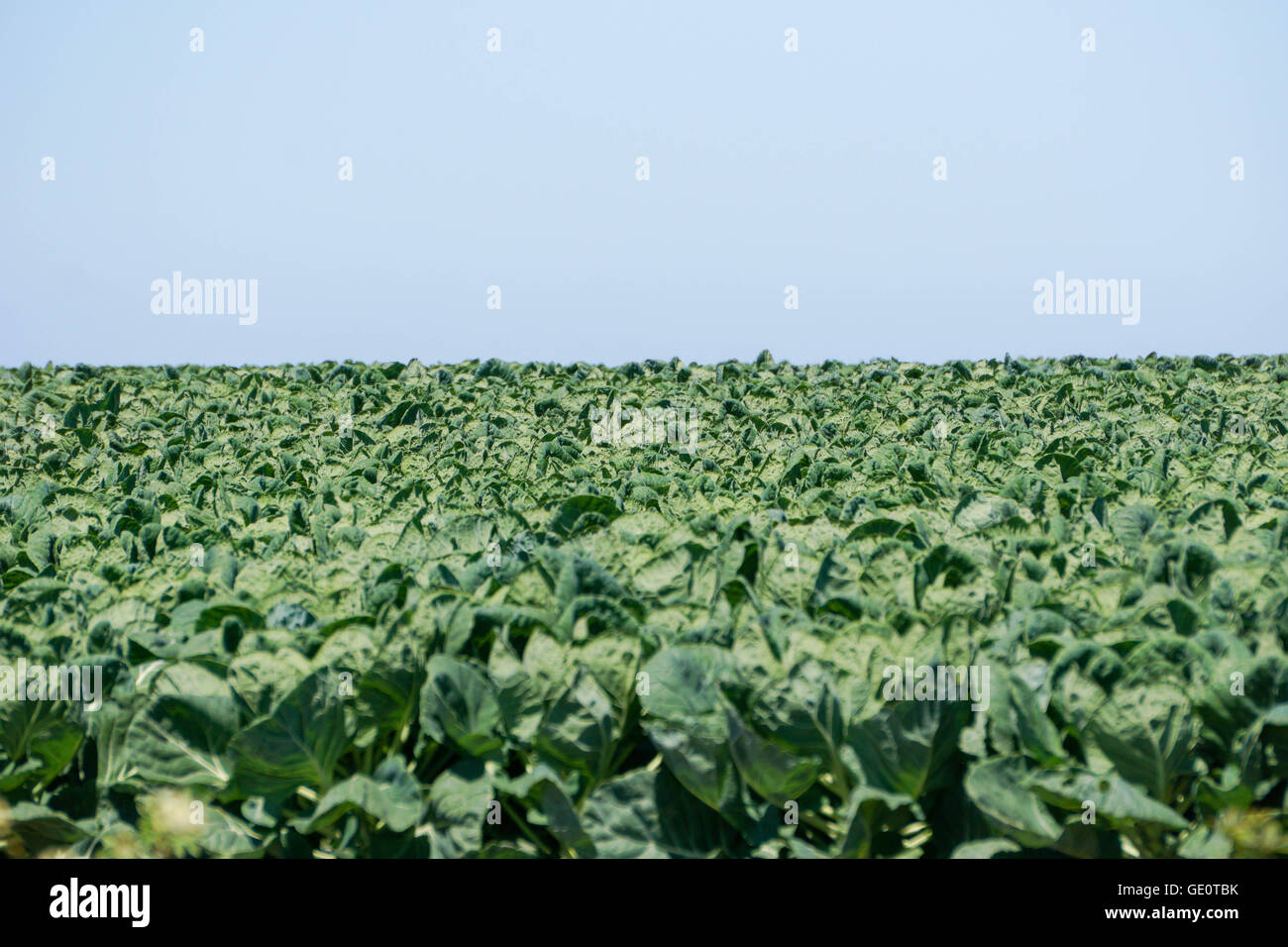 Campo di i cavoletti di Bruxelles le piante sulla costa del Pacifico in California Foto Stock