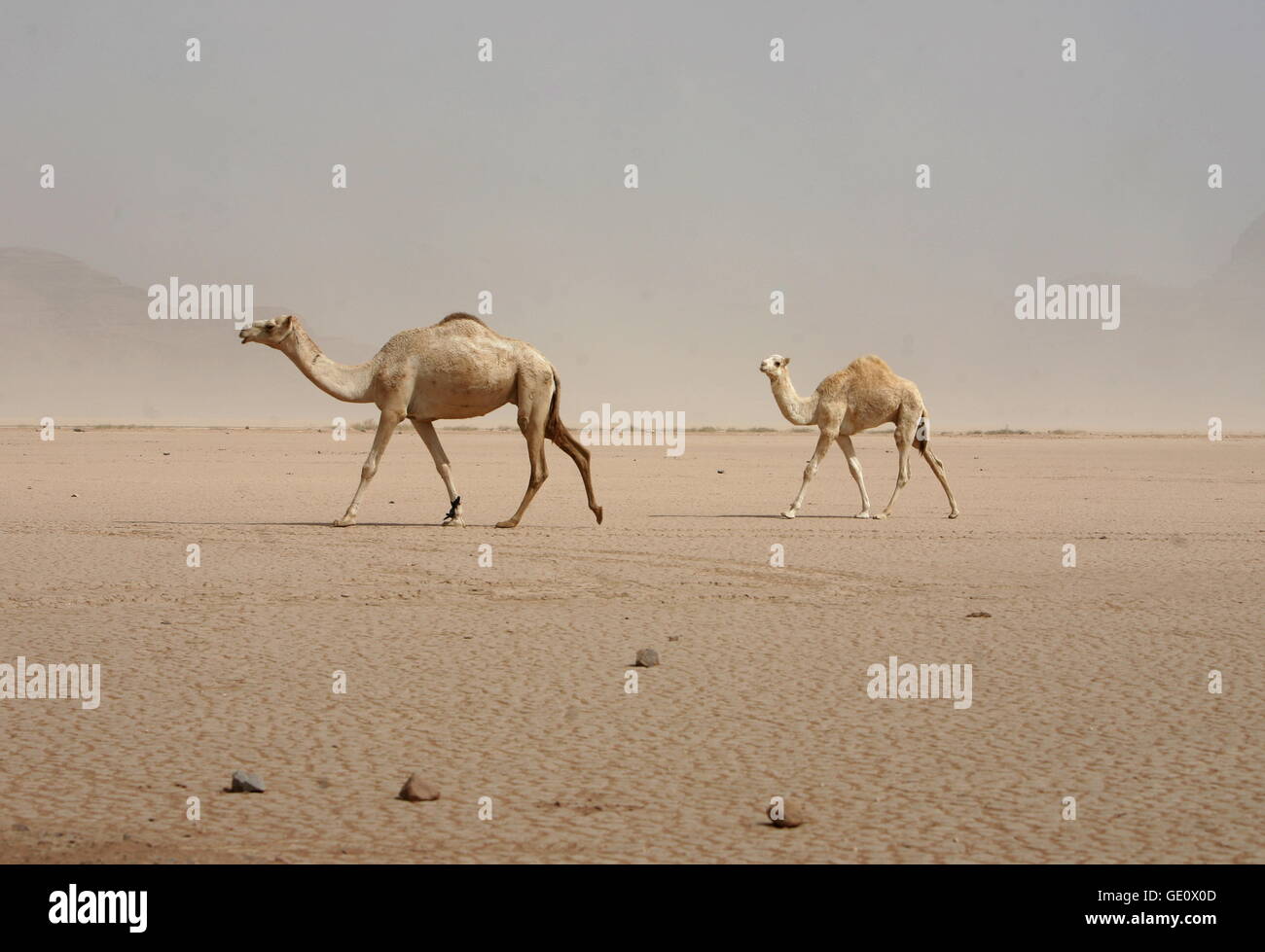 Una tempesta di sabbia nel paesaggio del Wadi Rum Desert in Giordania in medio oriente. Foto Stock