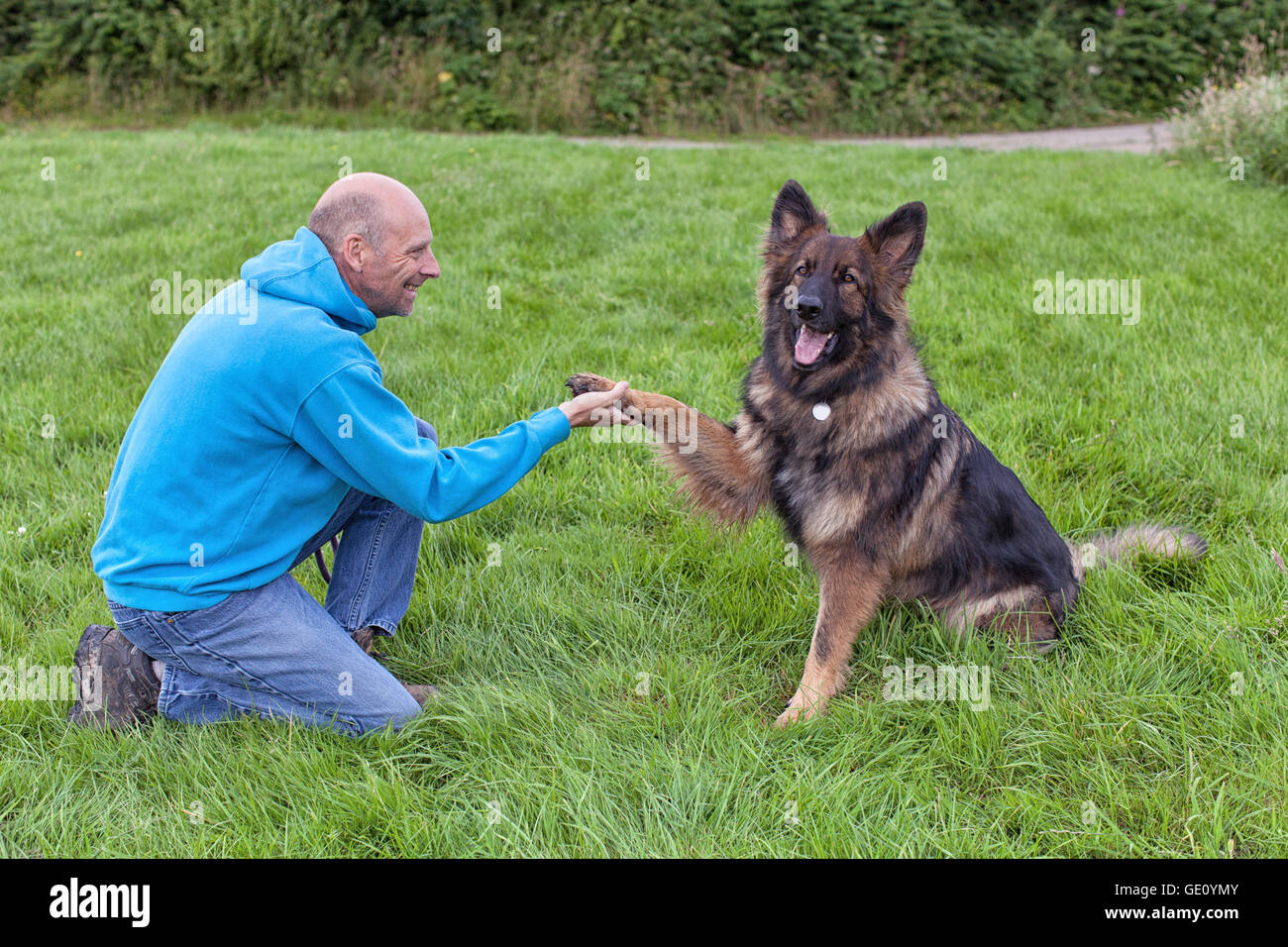 Pastore Tedesco di scuotimento del cane proprietari di questa mano. Essi sono al di fuori di erba facendo formazione. Foto Stock