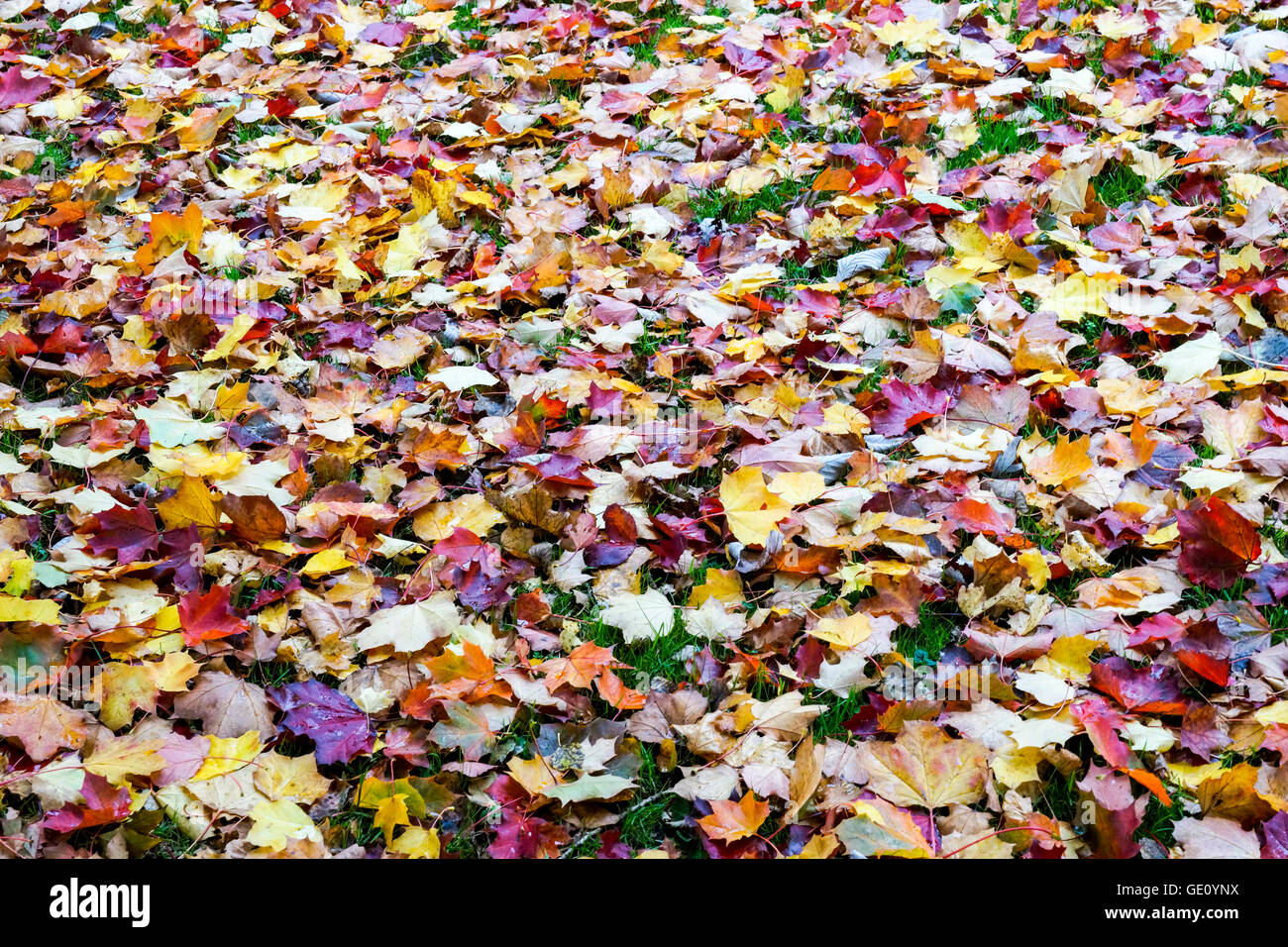 Colori dell'autunno. Lascia caduto e caduta. Regno Unito 2015 Foto Stock