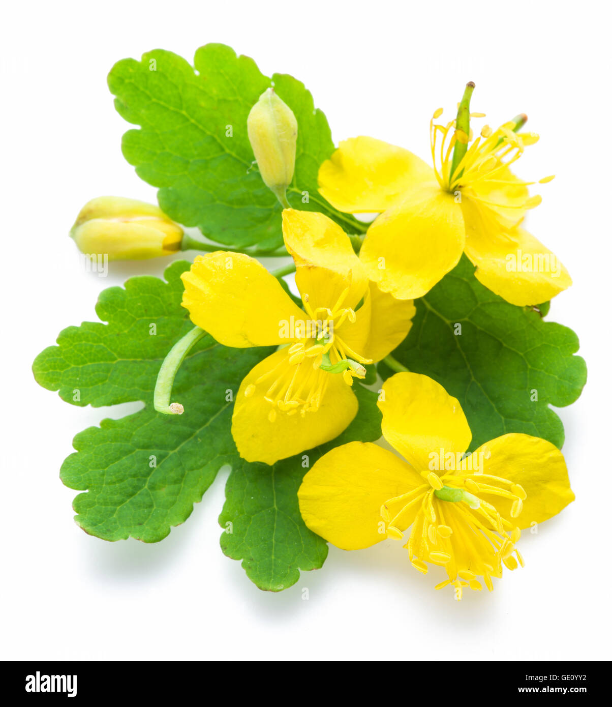 Maggiore celandine fiore, swallow wort isolati su sfondo bianco. Foto Stock