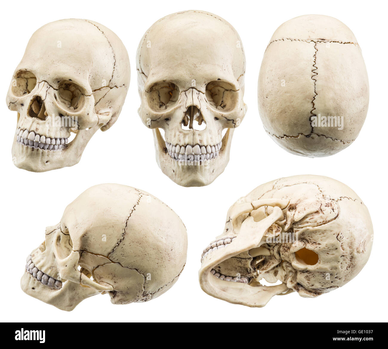 Modello di cranio isolato su uno sfondo bianco. Il file contiene i tracciati di ritaglio. Foto Stock