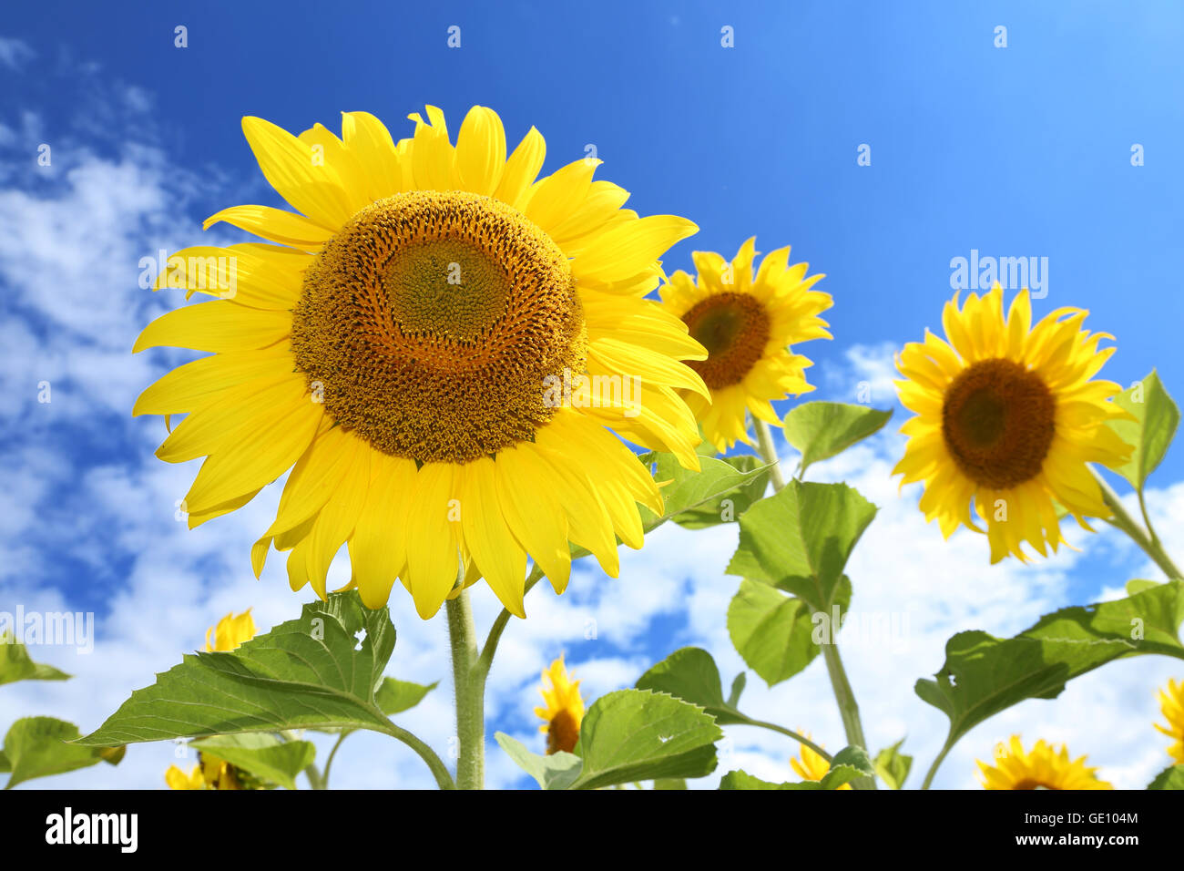 Immagine luminosa di girasoli nel campo nella giornata di sole. Foto Stock