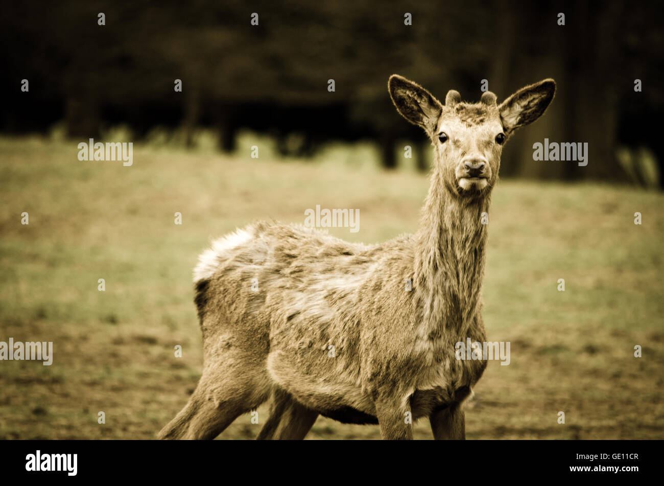 Giovane cervo Foto Stock