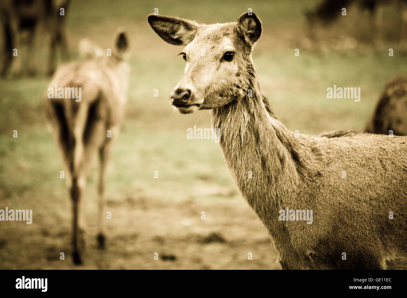 Guardando Red Deer Foto Stock
