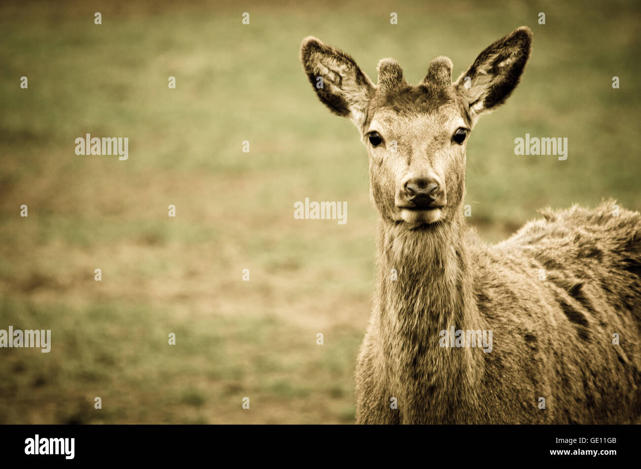 Red Deer ritratto Foto Stock