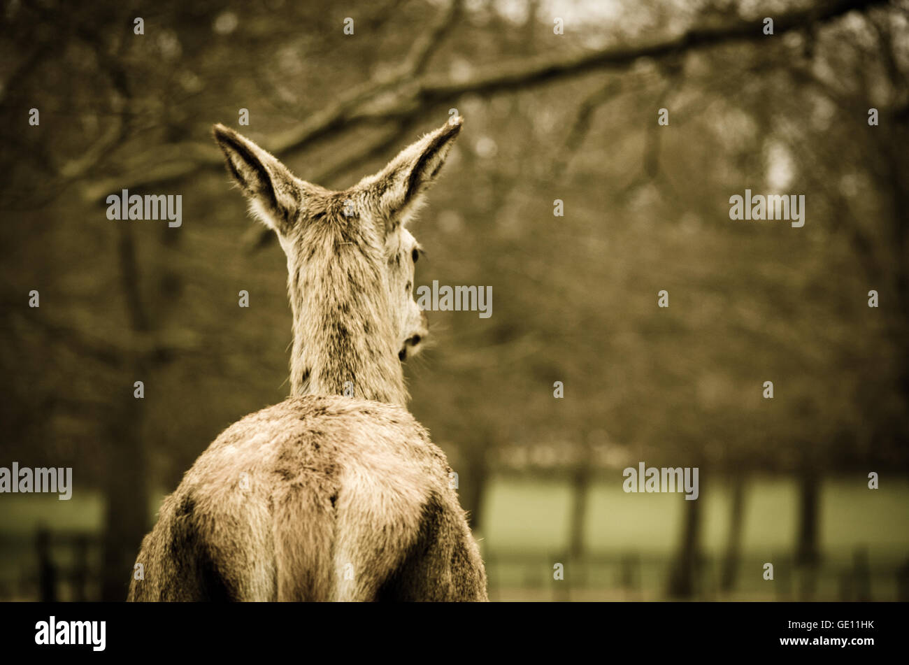 Red Deer guardando in lontananza Foto Stock