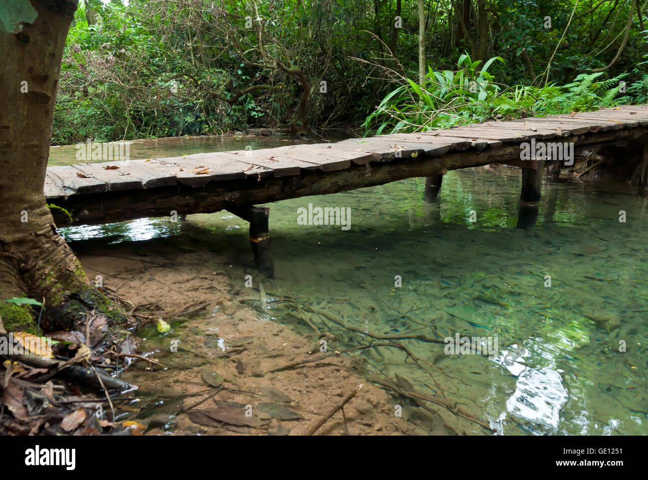 Ponte di legno per la cascata nella foresta. Foto Stock